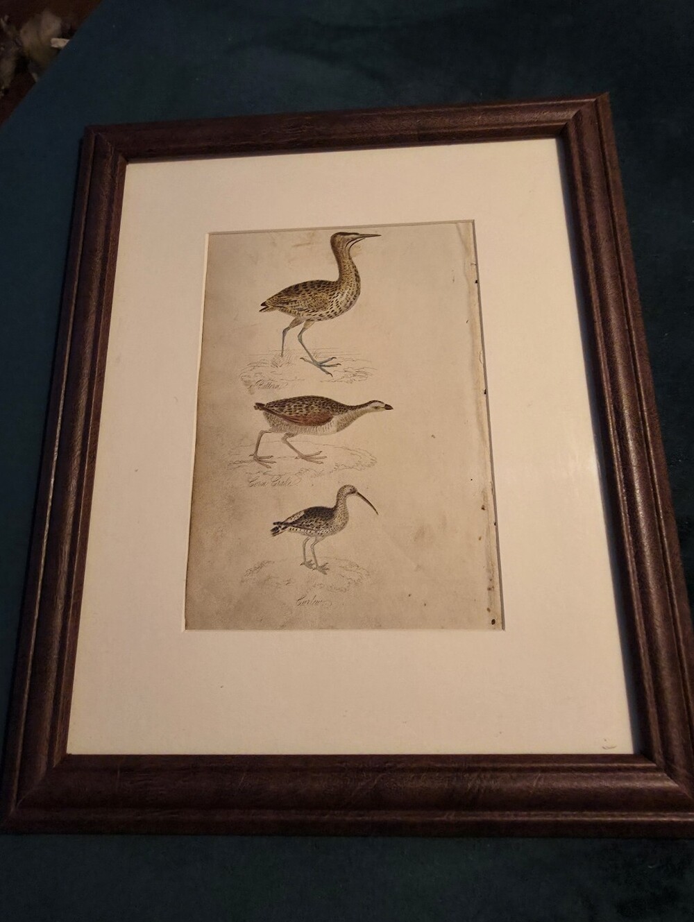 Framed antique bird print, original 1834 hand-coloured engraving